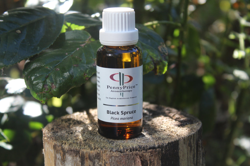What is the essence of Black Spruce?