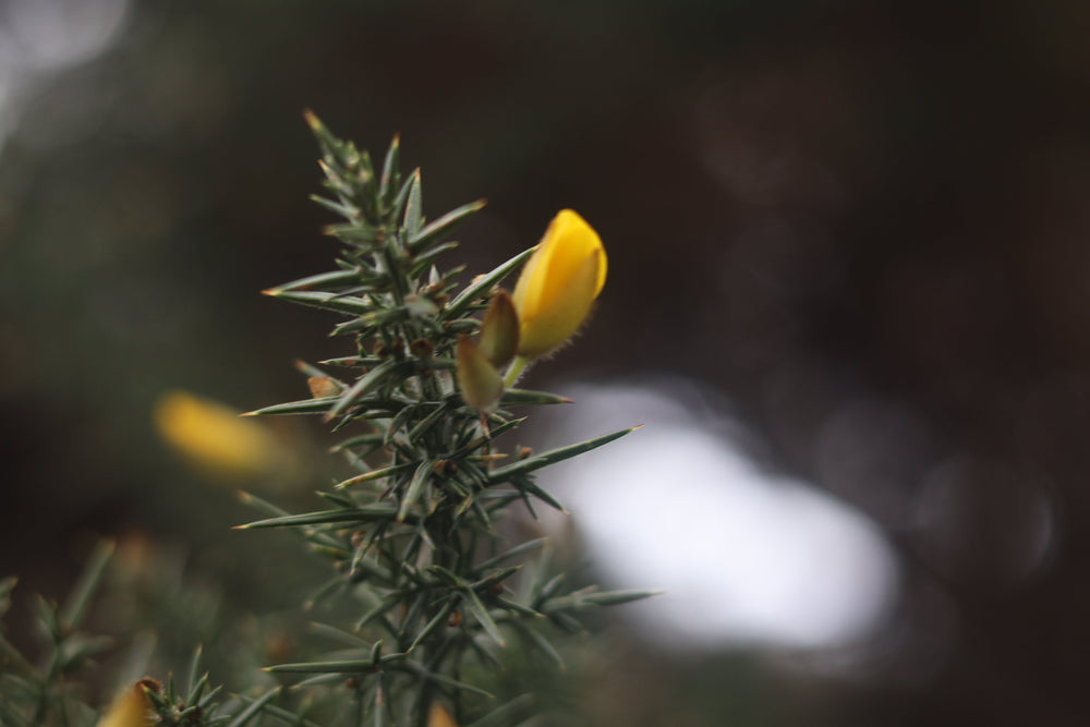 The Grief that Reignites the Spark of Life