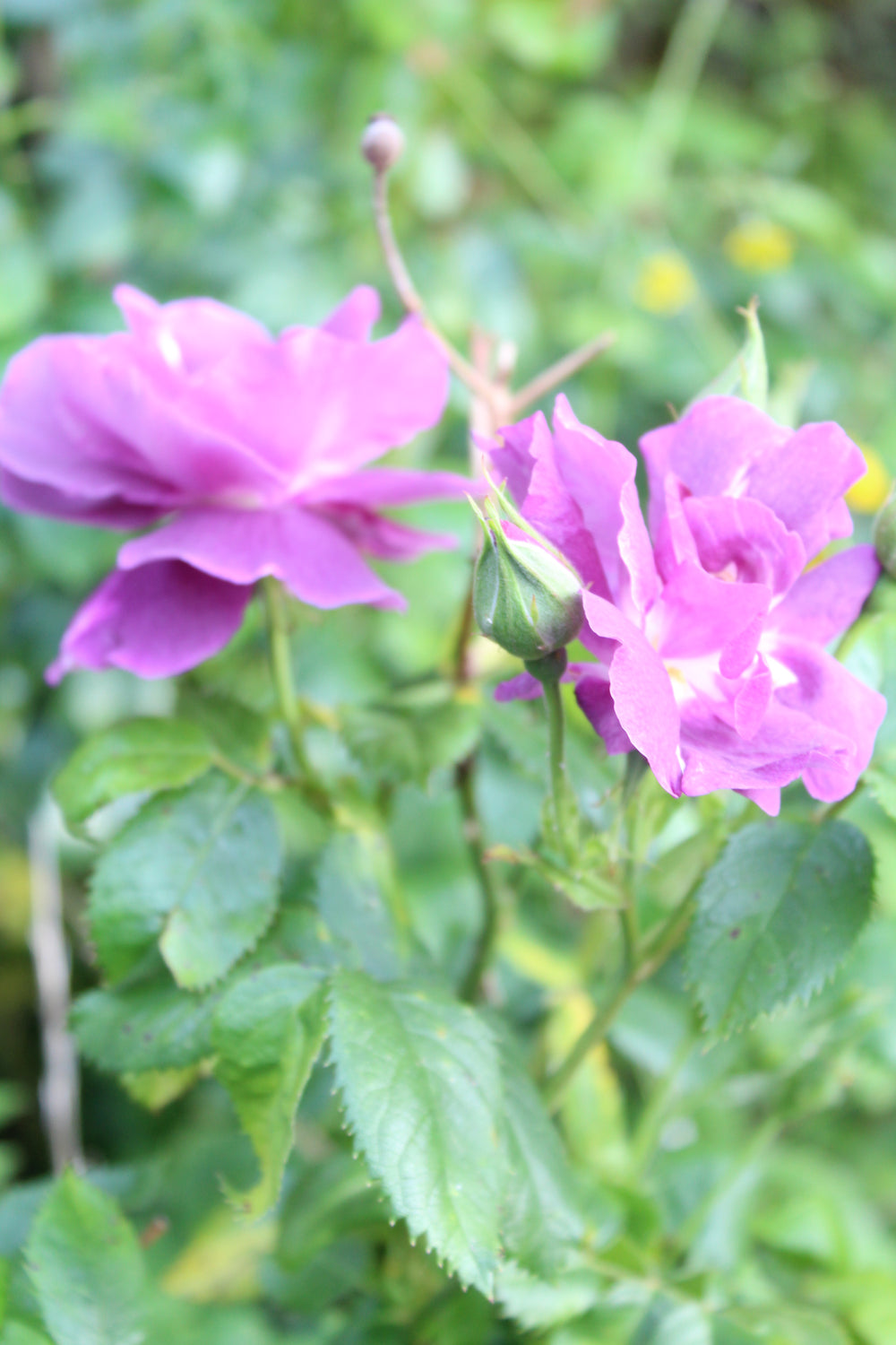 What does an aromatherapist and shamanic healer think about Western Medicine?