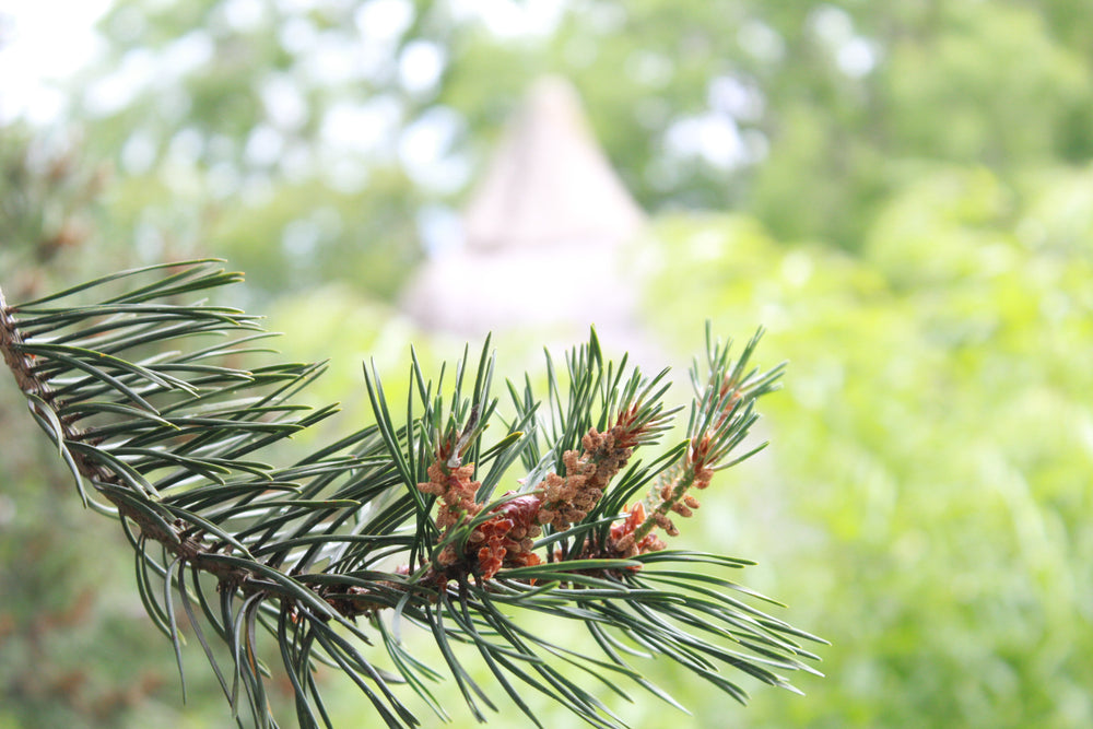 Ethical Aromatherapy