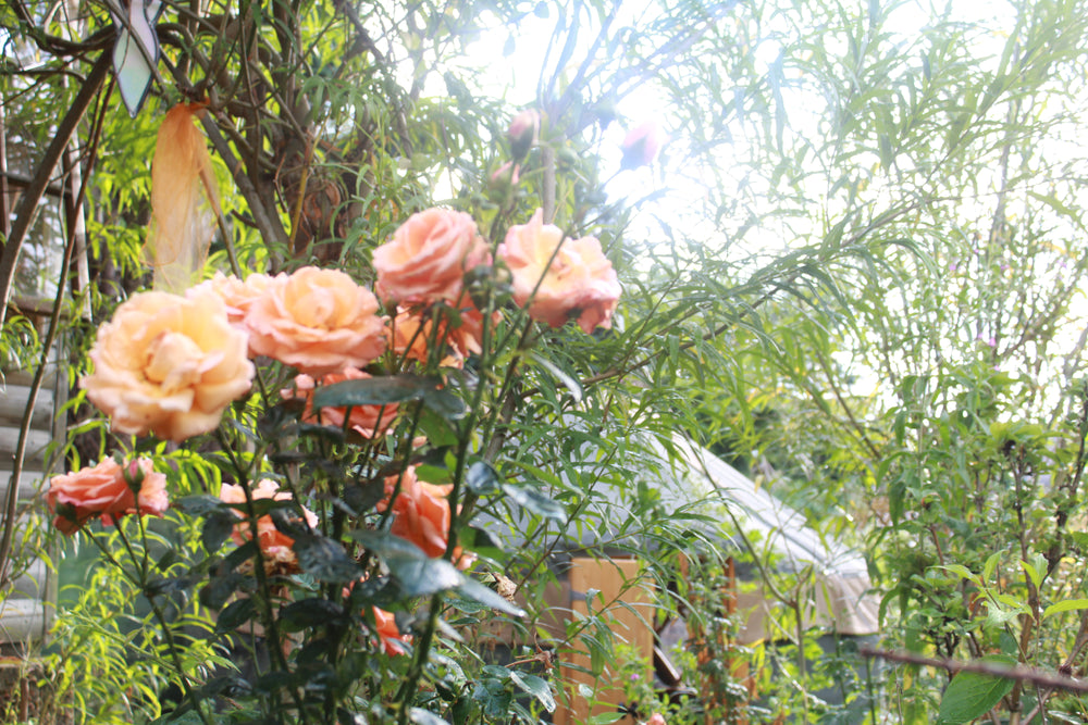 What is Aromatherapy?