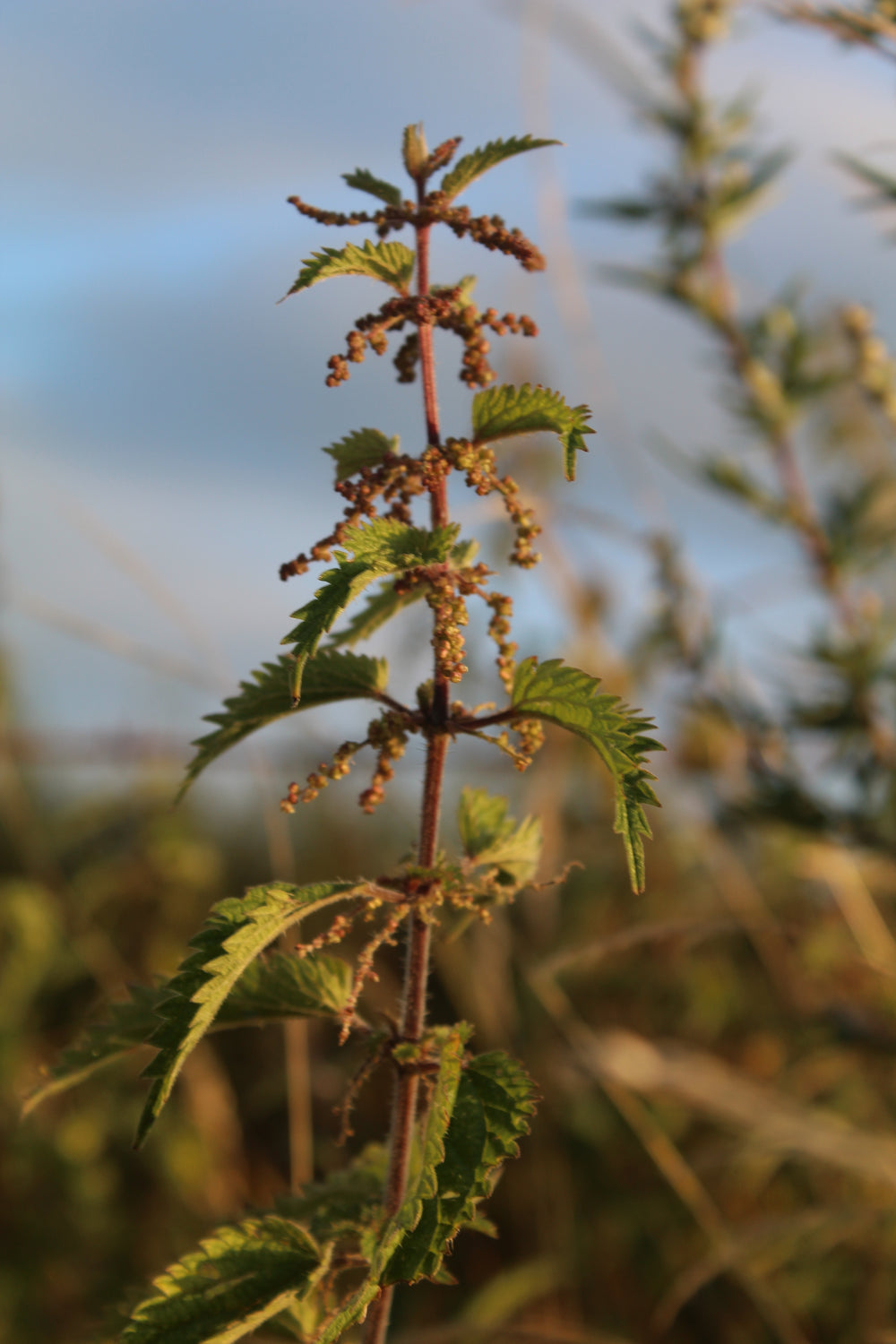 How does shamanic aromatherapy work