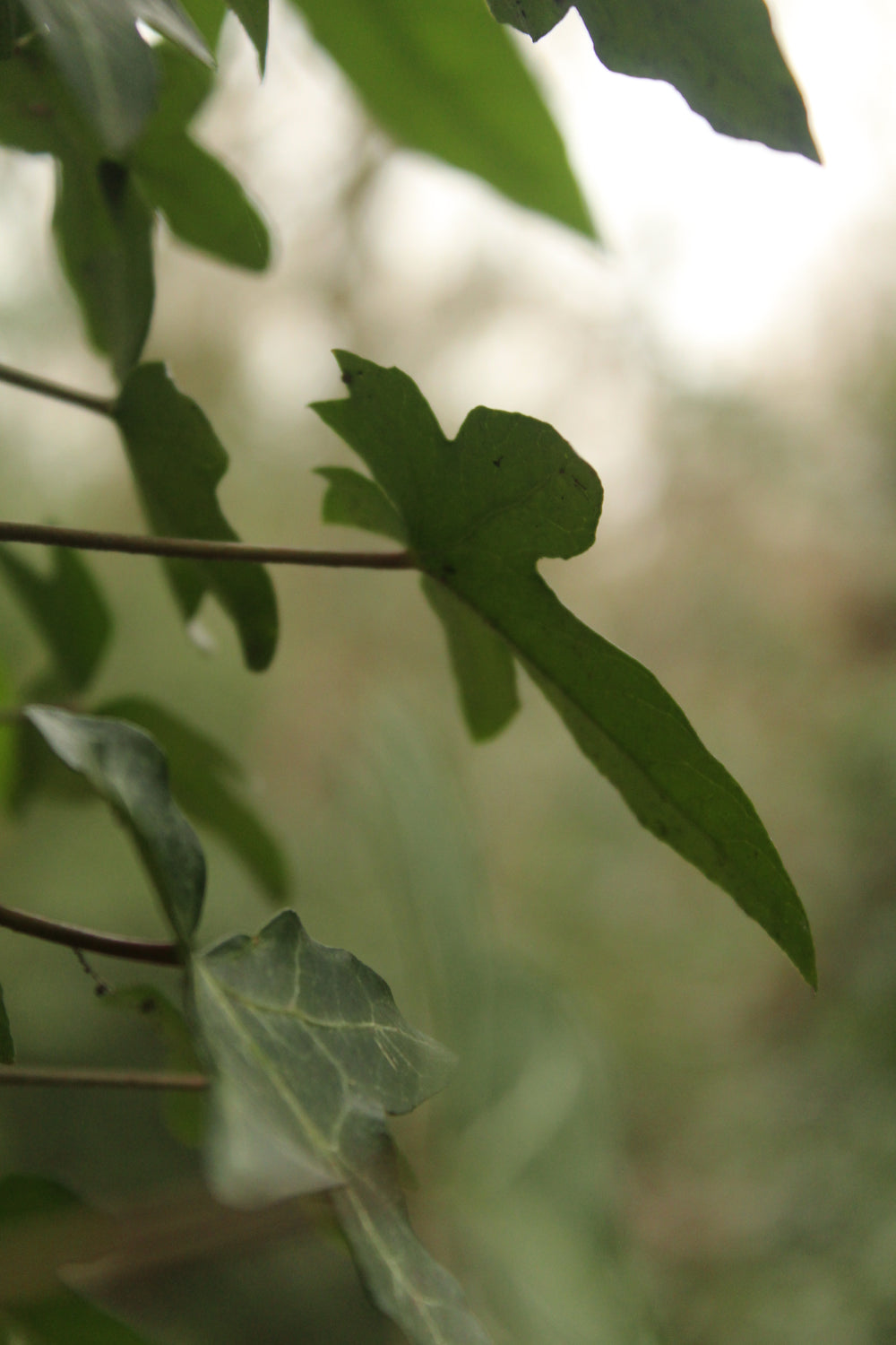 Ivy Plant Spirit Journey