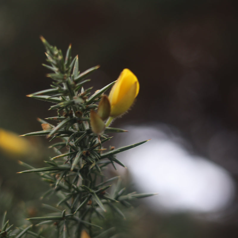 The Grief that Reignites the Spark of Life