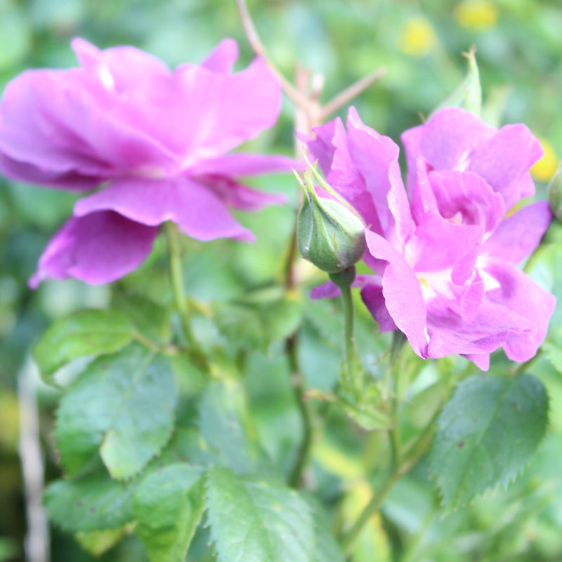 What does an aromatherapist and shamanic healer think about Western Medicine?