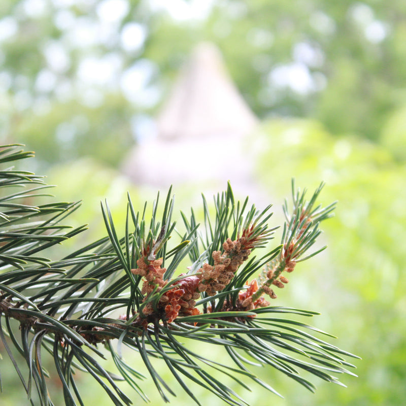 Ethical Aromatherapy