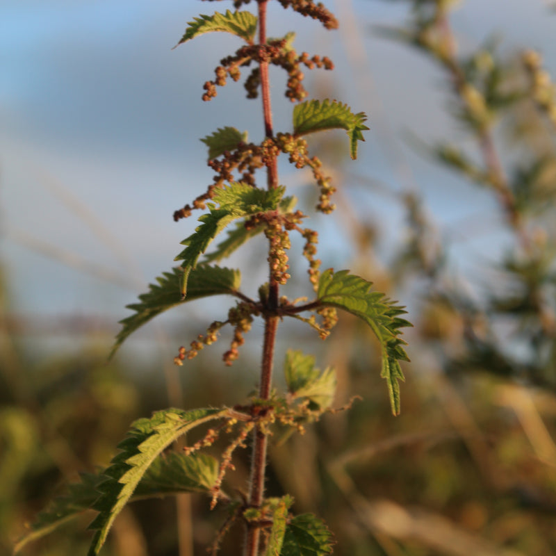 How does shamanic aromatherapy work