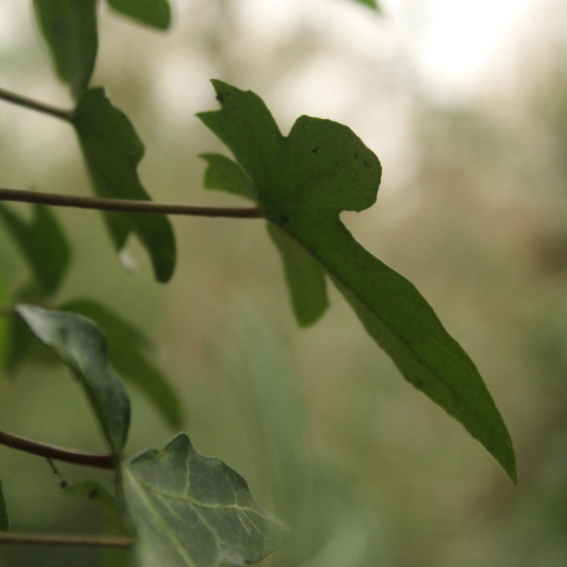 Ivy Plant Spirit Journey