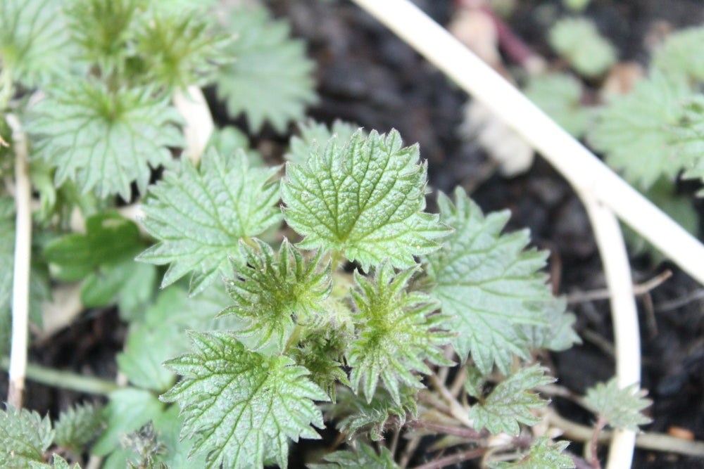 Nettle Hydrosol: The Unlikely Cinderella of Aromatherapy
