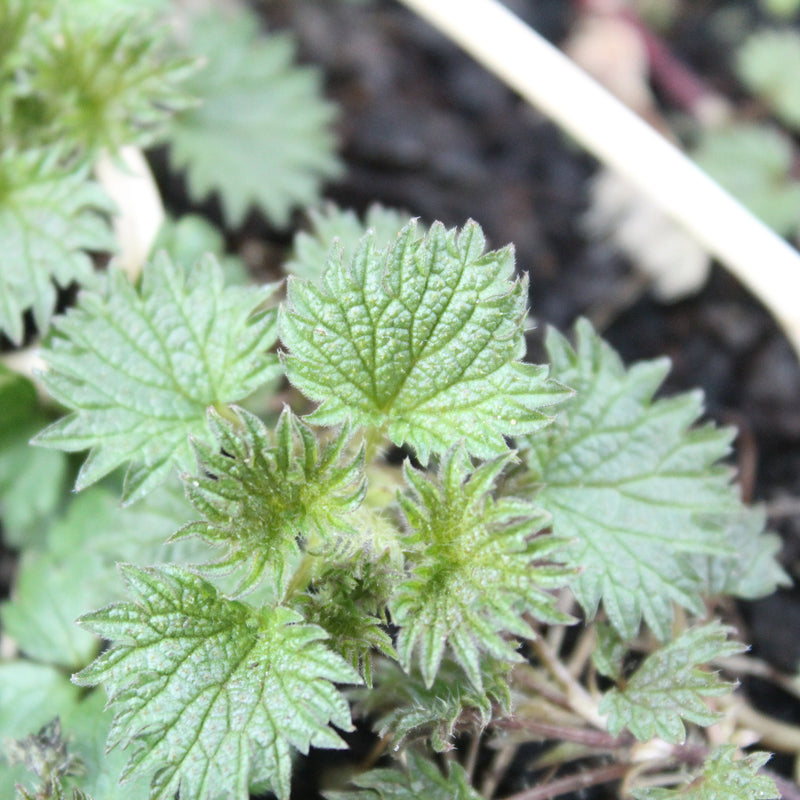 Nettle Hydrosol: The Unlikely Cinderella of Aromatherapy