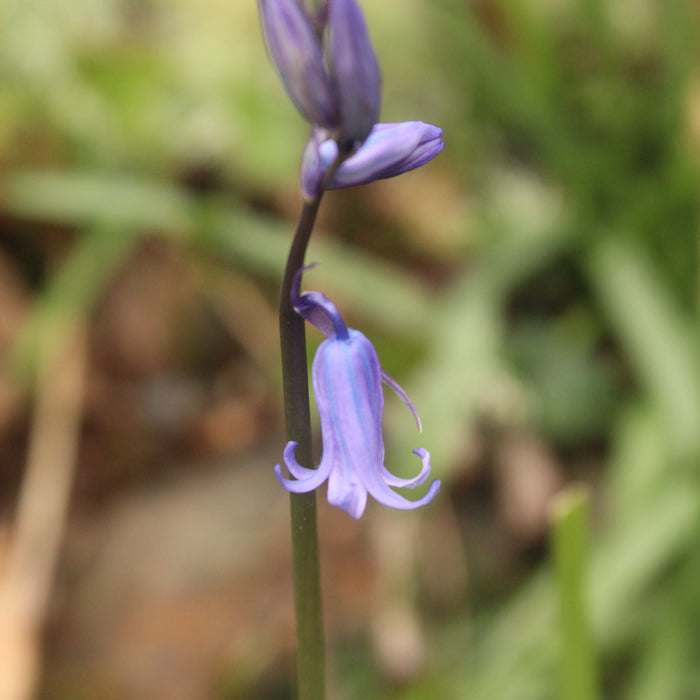 Earth Wisdom School Shamanic Reweaving Circle