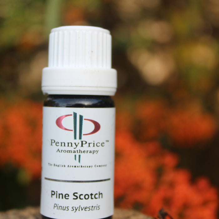 Pine Scotch